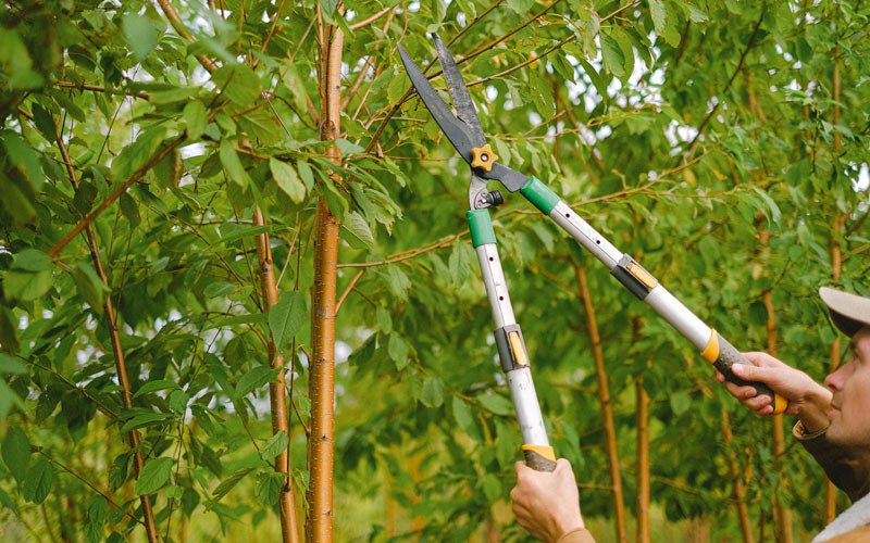 Tree trimming in Lutcher, LA